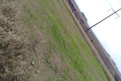 Teren de 800 mp, în Malu Mare - 1