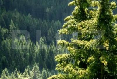 Teren de 3800000 mp, în Central - 1