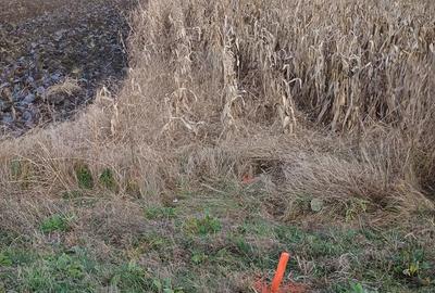 Teren de 6500 mp, în Băcia - 2