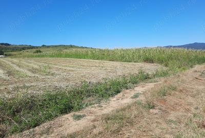 Teren de 2500 mp, în Berzasca - 7