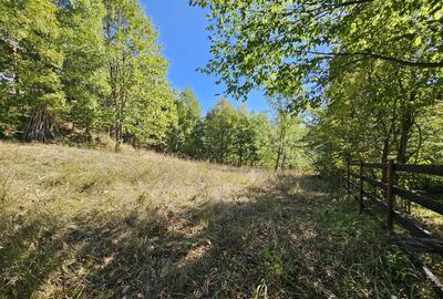 Cabana Lep?a, jud. Vrancea - Cheile Ti?i?ei - 5