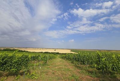 Teren agricol extravilan de 80000 mp, în Covăsinț - 17