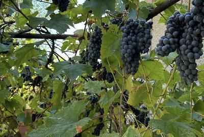 Vand casa taraneasca cu 8000 mp gradina - 1