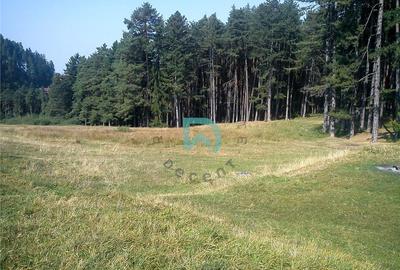 Teren Construcții intravilan de 1500 mp, în Poiana Angelescu - 3