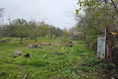 Casă cu 6 camere cu Teren 4000 Mp în Vedea - 3