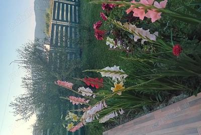 Casă cu 4 camere în Central - 1