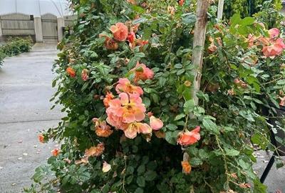 Casă individuală cu 6 camere cu Teren 4265 Mp în Izbiceni - 12