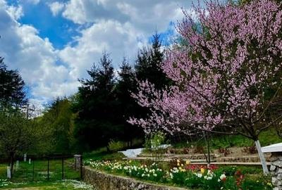 Teren pentru investitii 11.000 mp - 14