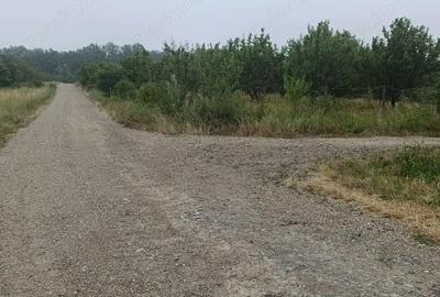 Teren de 76200 mp, în Lugoj - 7