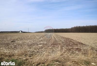 Teren de 9740 mp, în Bosanci - 5