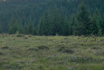 Teren de 500000 mp, în Ciocănești - 10