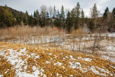 Teren intravilan de 49000 mp, în Borca - 13