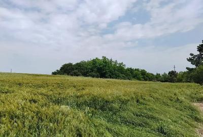Teren Intravilan Tancabesti 3139mp I Utilitati I Snagov - 3