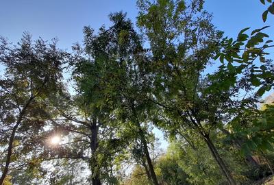 Teren 2900 m2, com. Salcuta, Jud. Dolj - 2