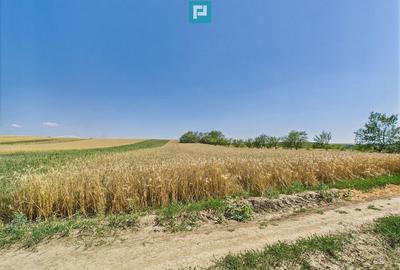 Teren de 12100 mp, în Remetea Mică - 6