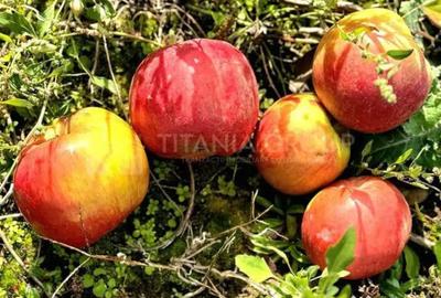 Teren de 2902 mp, în Dămienești - 7