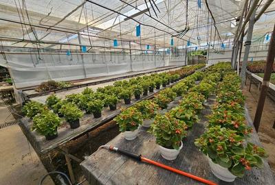 Inchiriez sera, solariu pentru productie flori sau legume - 2