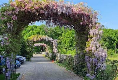 Avangarde Forest 4 - Vila 5 camere | Mobilata complet - 4