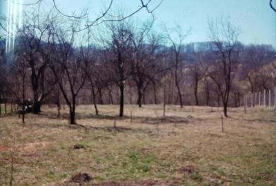 Teren de 3000 mp, în Adunați - 2
