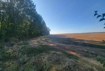 Teren de 250000 mp, în Comana - 9