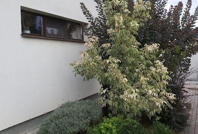 Casă cu Teren 350 Mp în Central - 1