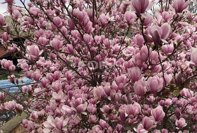 Casa 6 camere si 428mp teren de vanzare zona Iosia - 1