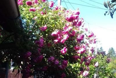 Casă cu 3 camere în Câmpina - 9