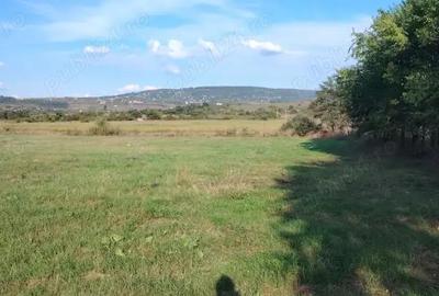 Teren de 3500 mp, în Ciurea