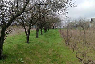 Teren Construcții intravilan de 46000 mp, în Dorobanț - 9