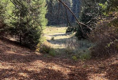 Teren de 4000 mp, în Poiana Brașov - 5