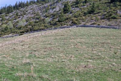 Teren intravilan de 6966 mp, în Bran - 5