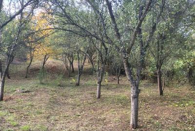 Casa de vanzare in ilovat, mehedinti - 8