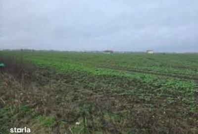 Teren de 4000 mp, în Tunari - 1