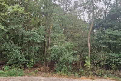 Pensiune Silistea Snagovului - 15