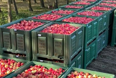 Afacere la cheie-FERMĂ POMICOLA - 6