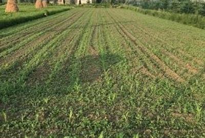 Teren de 1250 mp, în Central - 2