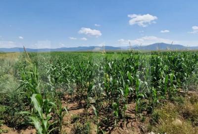 Teren de 10900 mp, în Central