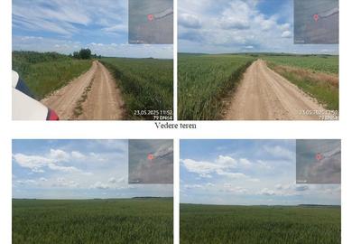 Teren extravilan 5000 mp Loc Plesoiu, Jud Olt - 3