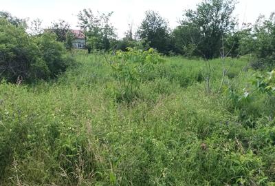 Domnesti, teren intravilan 828/24, strada Doinei, bun duplex, utilitati - 3