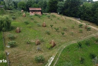 Teren de 6200 mp, în Cicănești - 11