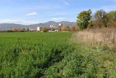 Vand teren intravilan in Deva suprafata totala 43 000 mp, zona Auchan - 1