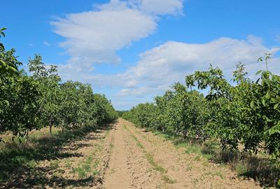 Teren de 140000 mp, în Arva - 8