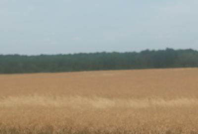Teren Vanzare Intravilan Branesti - Investitie Zona Industriala Vis a Vis Makita - 25