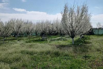 Teren de 1200 mp, în Căscioarele (Ulmi) - 8