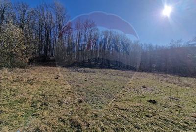 Teren Construcții intravilan de 4985 mp, în Sascut - 6