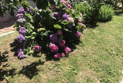 Inchiriez vila in Odobescu 800 euro - 2