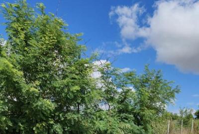 Teren Intravilan de inchiriat - 3