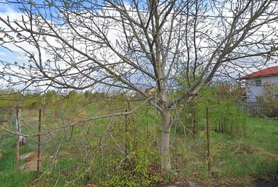 Teren Intravilan 2953 mp – Ideal Proiect Rezidential | Alexandriei - 1