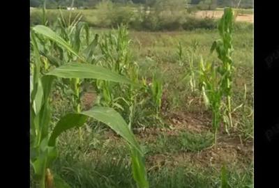 Teren de 3750 mp, în Husasău de Tinca - 2
