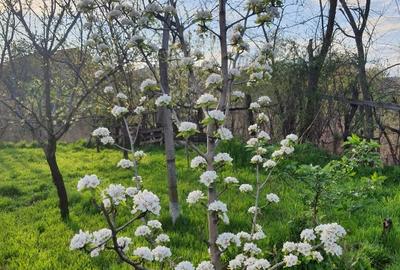 Casă individuală cu 5 camere cu Teren 970 Mp în Central - 3